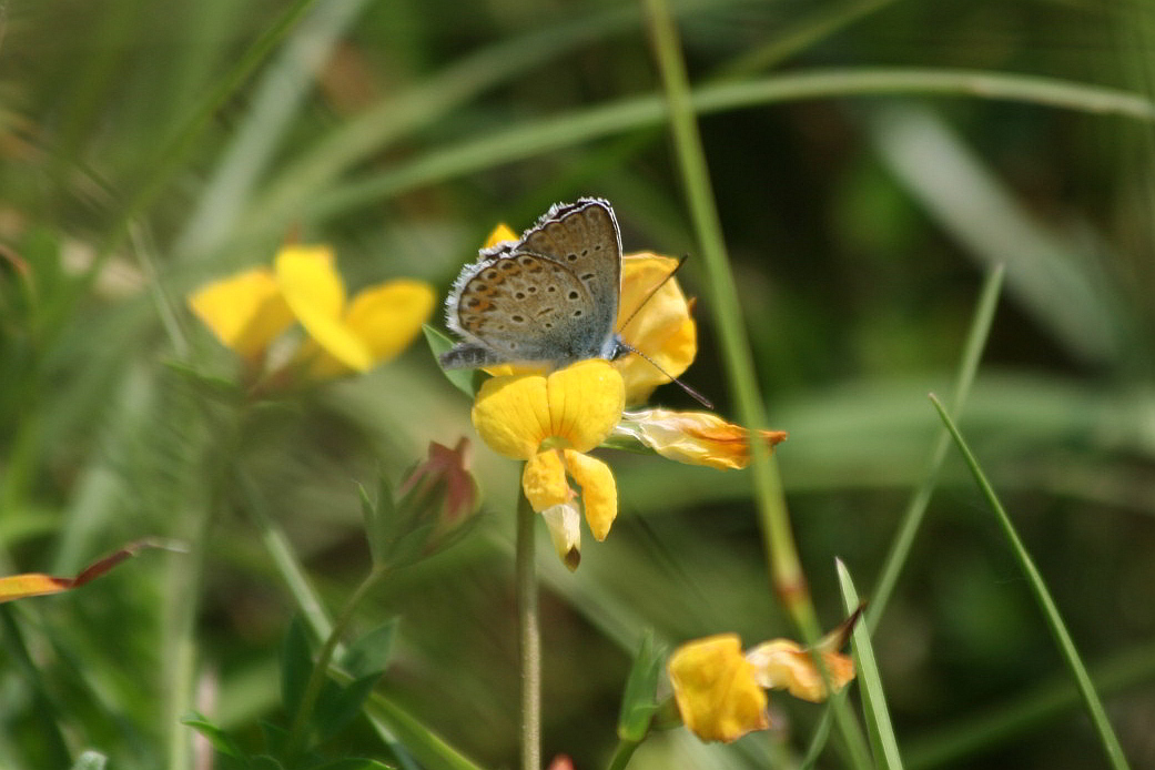 due Plebejus?